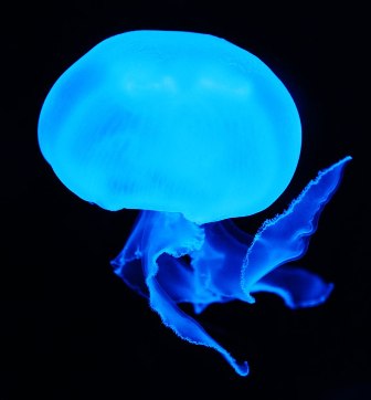 Brainy Jellyfish